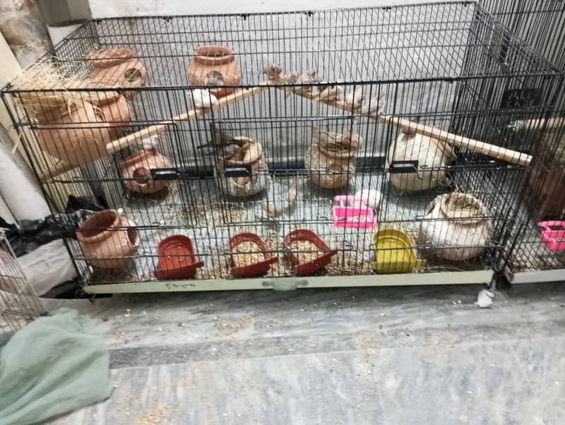 Zebra Finches Colony 10-12 pair With Cage 2