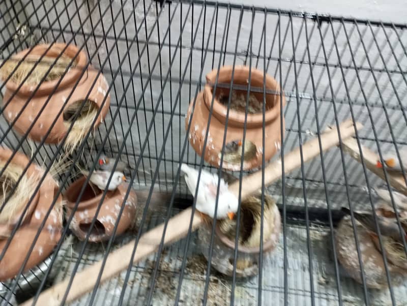 Zebra Finches Colony 10-12 pair With Cage 3