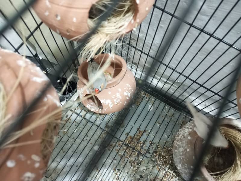 Zebra Finches Colony 10-12 pair With Cage 7