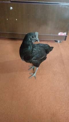 Ayam cemani