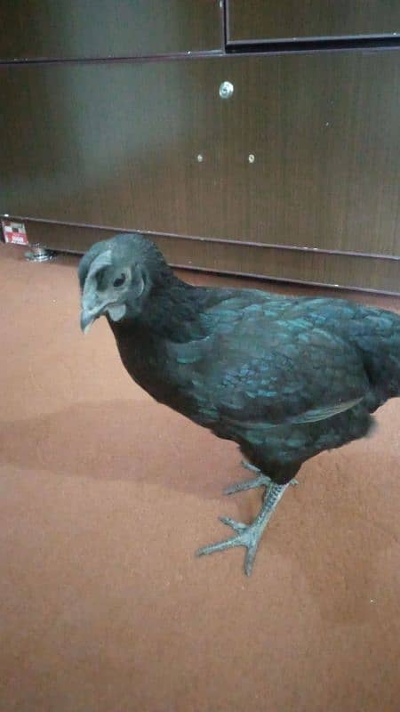 Ayam cemani 1