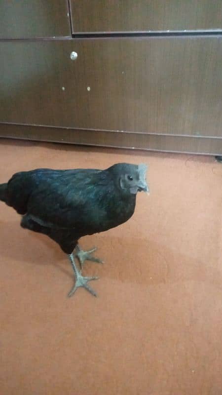 Ayam cemani 2