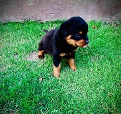 Rottweiler Male age 40 days non pedigree 0