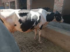 Frezian Cow