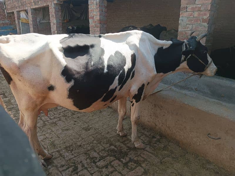 Frezian Cow 1