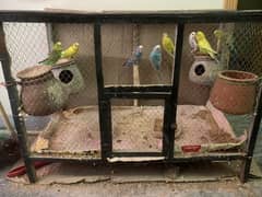 budgies parrots with cage