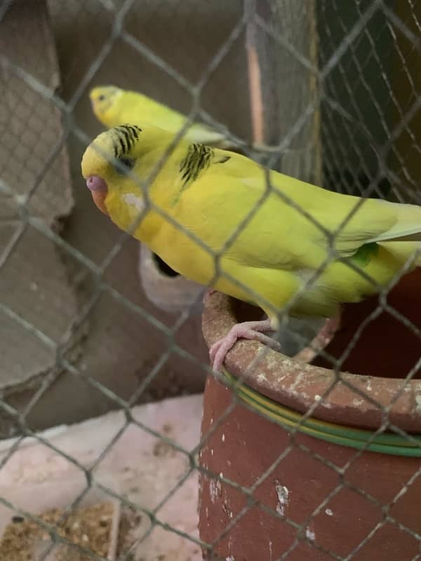 budgies parrots with cage 1