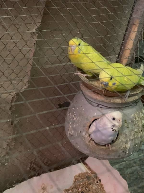 budgies parrots with cage 2