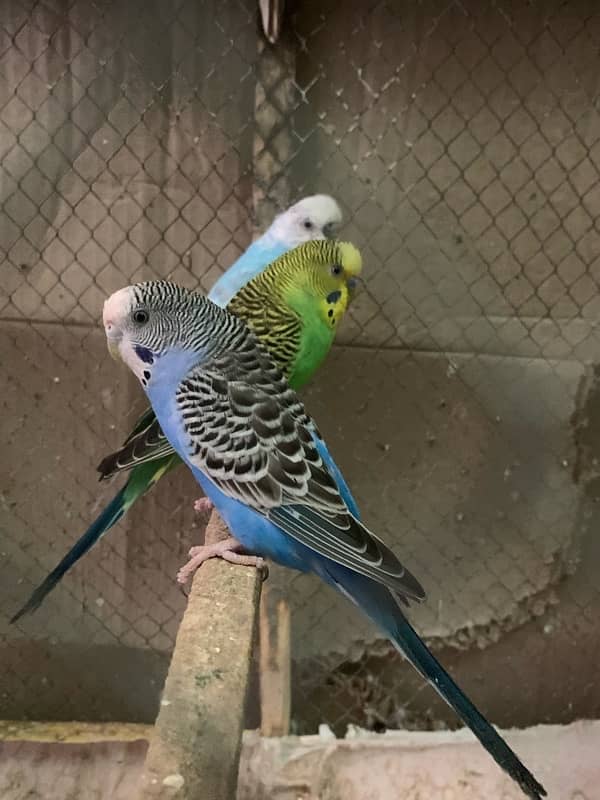 budgies parrots with cage 3