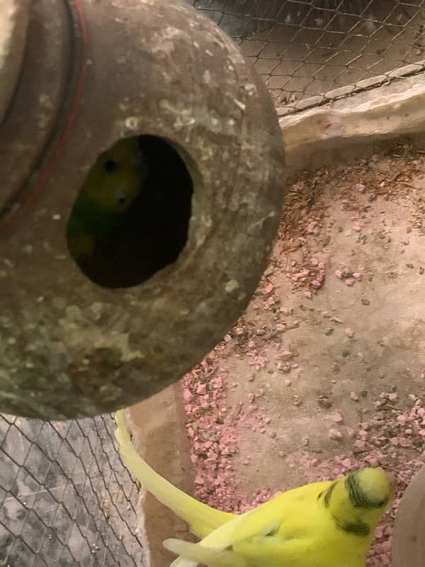 budgies parrots with cage 4