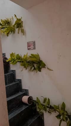 plants 0