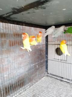 All Love bird Pair For Sale With Cages price ka leya call karen 0