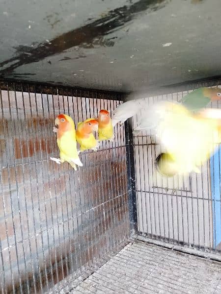 All Love bird Pair For Sale With Cages price ka leya call karen 1