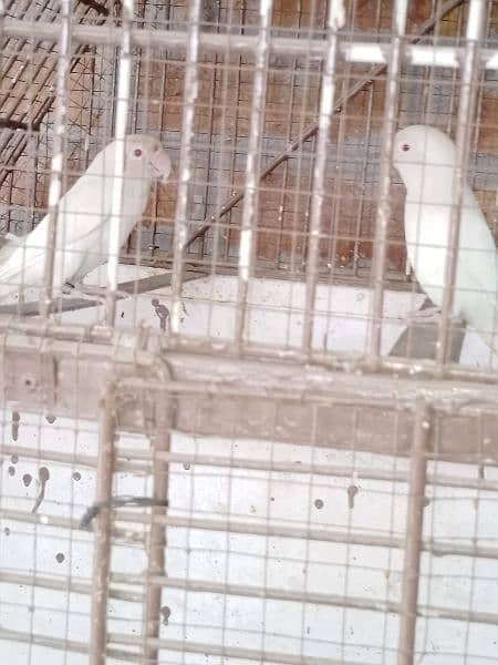 All Love bird Pair For Sale With Cages price ka leya call karen 2