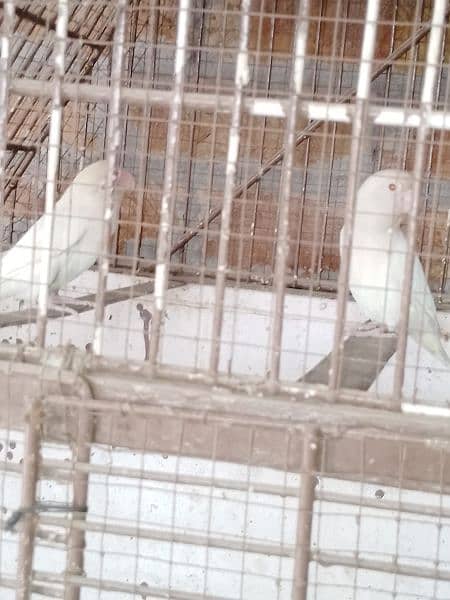 All Love bird Pair For Sale With Cages price ka leya call karen 3