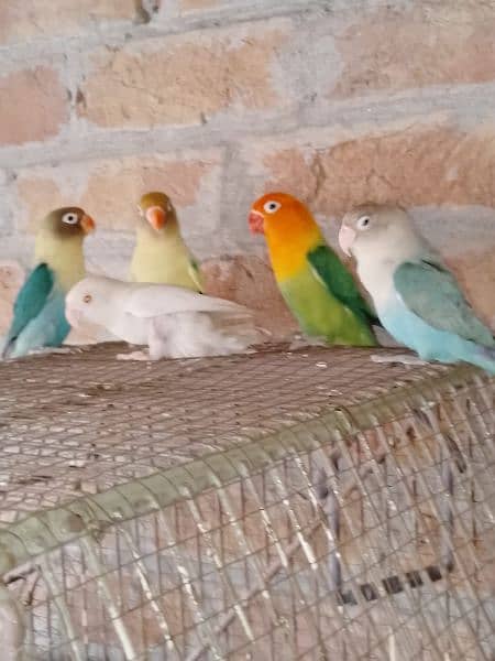 All Love bird Pair For Sale With Cages price ka leya call karen 4