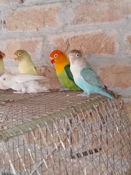 All Love bird Pair For Sale With Cages price ka leya call karen 5