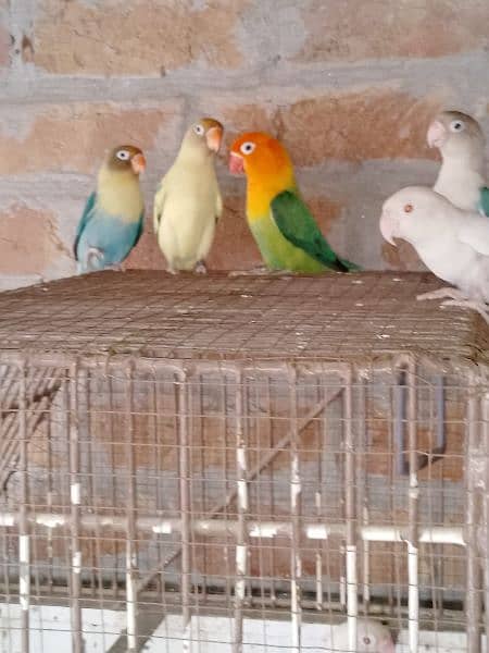 All Love bird Pair For Sale With Cages price ka leya call karen 6