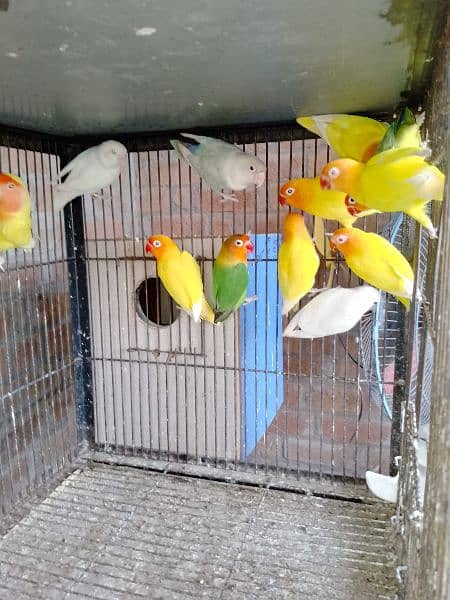 All Love bird Pair For Sale With Cages price ka leya call karen 7