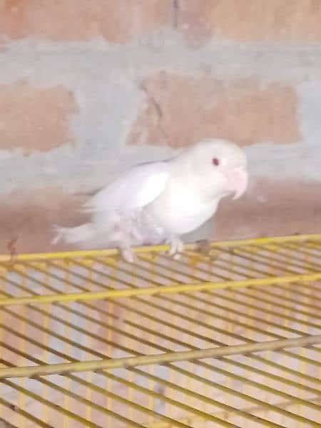 All Love bird Pair For Sale With Cages price ka leya call karen 8