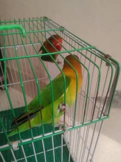 Green Fisher and Ficher Love bird