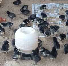 Australorp 10 Days Chicks 03042062896