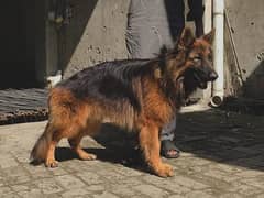 German Shepherd | GSD | Pedagree Dog | Pair Male and Females