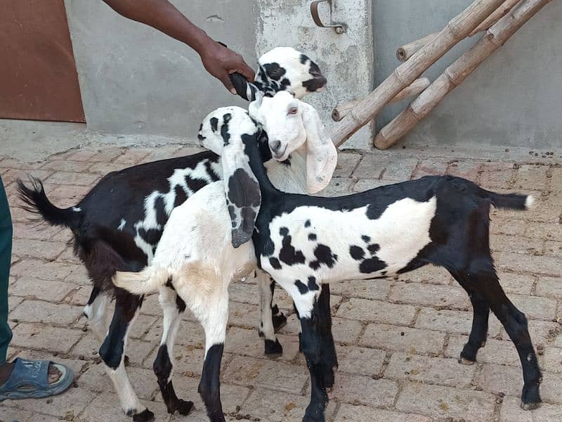 healthy 3 months confirm pregnant goat 1