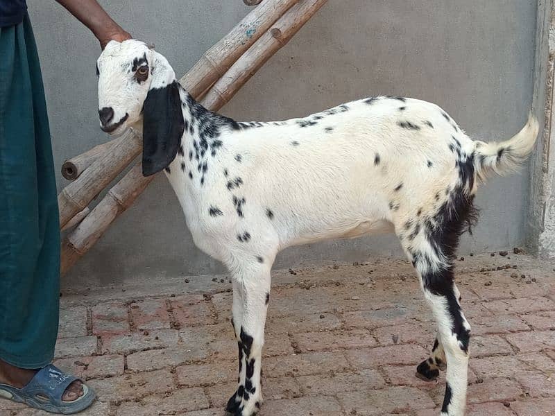 healthy 3 months confirm pregnant goat 2