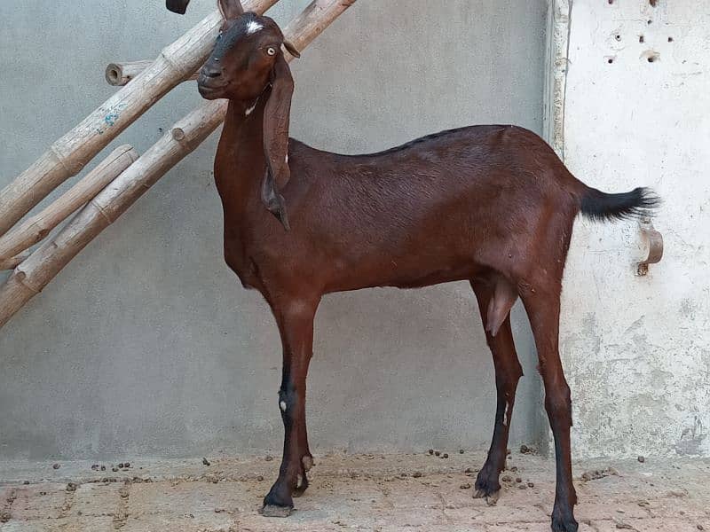 healthy 3 months confirm pregnant goat 4