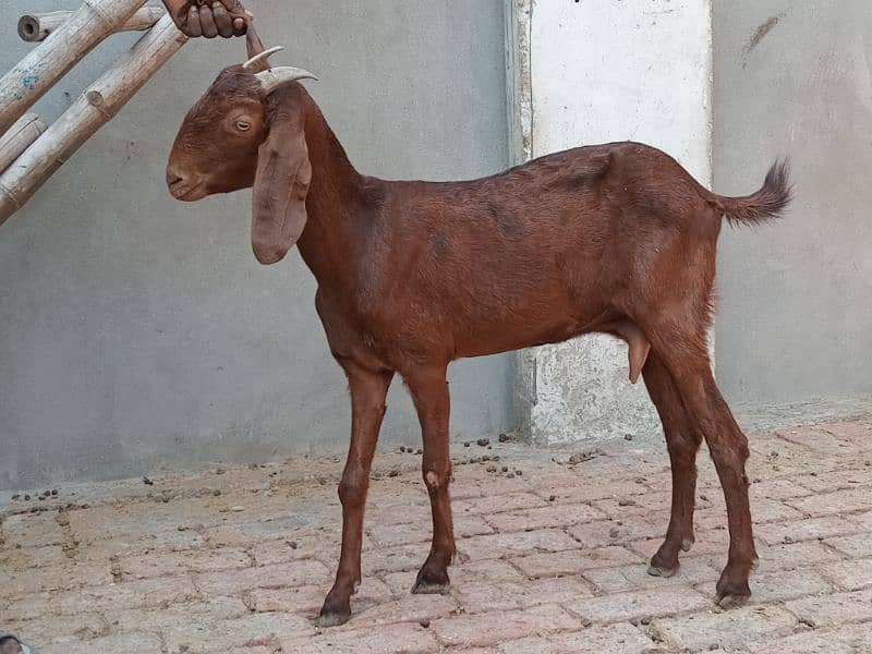 healthy 3 months confirm pregnant goat 5