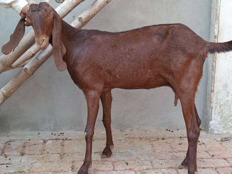 healthy 3 months confirm pregnant goat 6