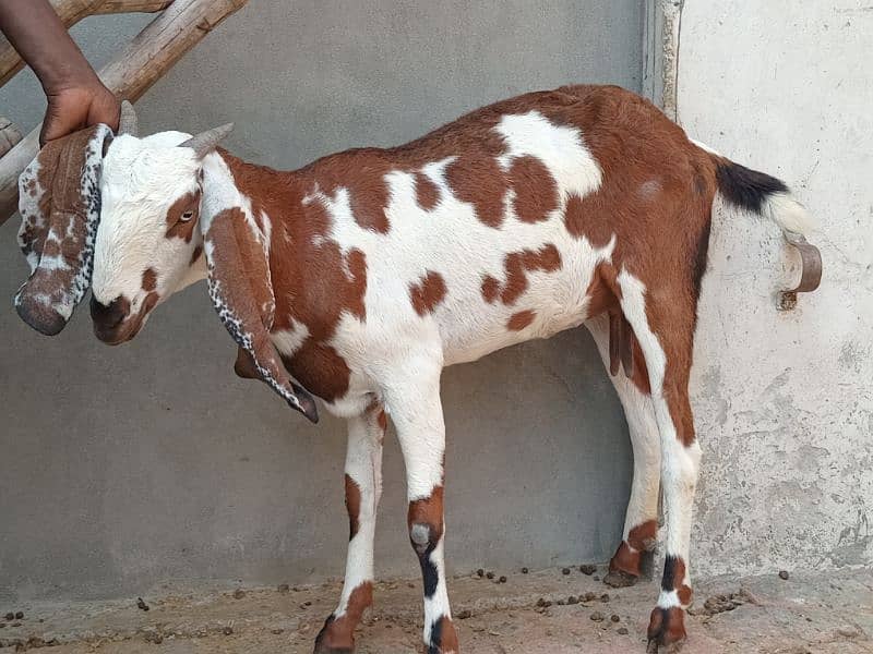 healthy 3 months confirm pregnant goat 7