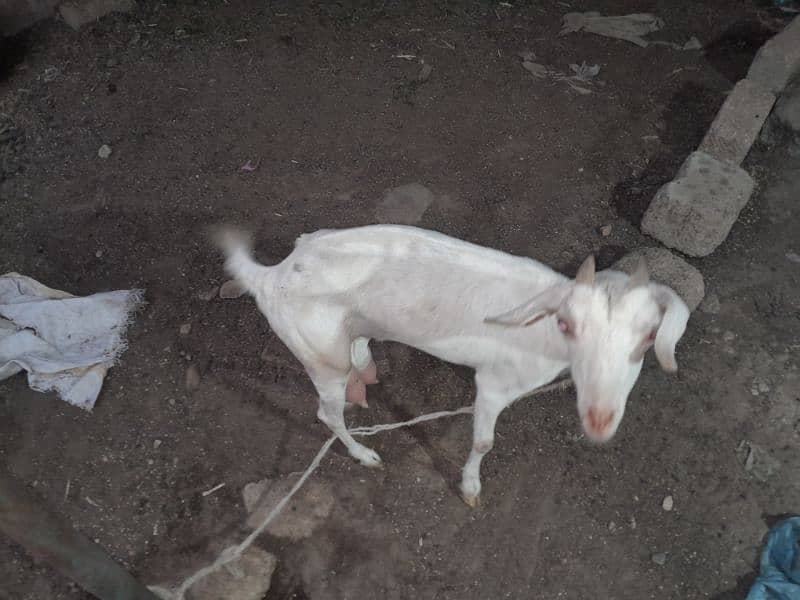 bakri  or bakra 2