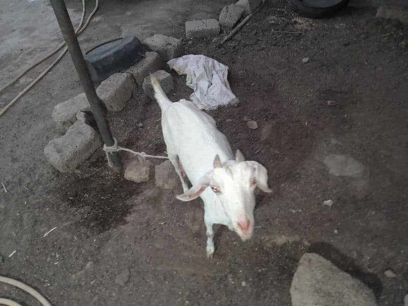 bakri  or bakra 3