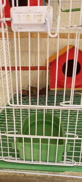 3 breeder pair finches f. s and 1 extra male with cage and 3 boxex 3