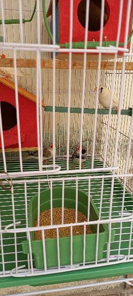 3 breeder pair finches f. s and 1 extra male with cage and 3 boxex 4