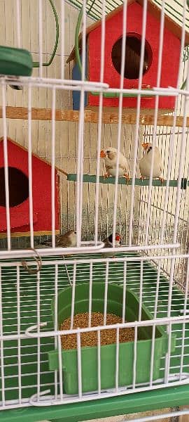 3 breeder pair finches f. s and 1 extra male with cage and 3 boxex 5