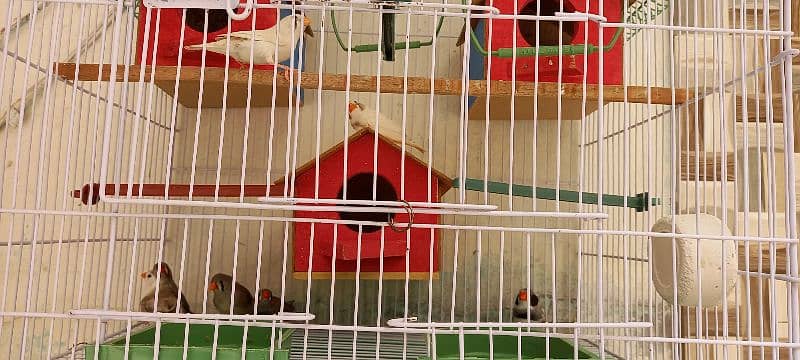 3 breeder pair finches f. s and 1 extra male with cage and 3 boxex 7