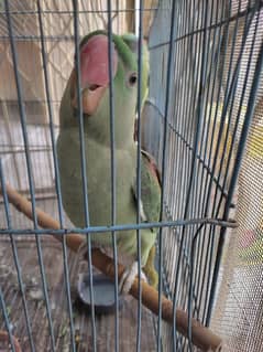 2 Parrots for sale