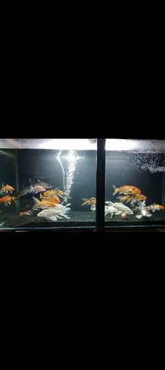 all fish varieties available