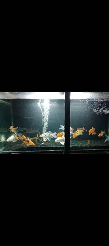 all fish varieties available 1