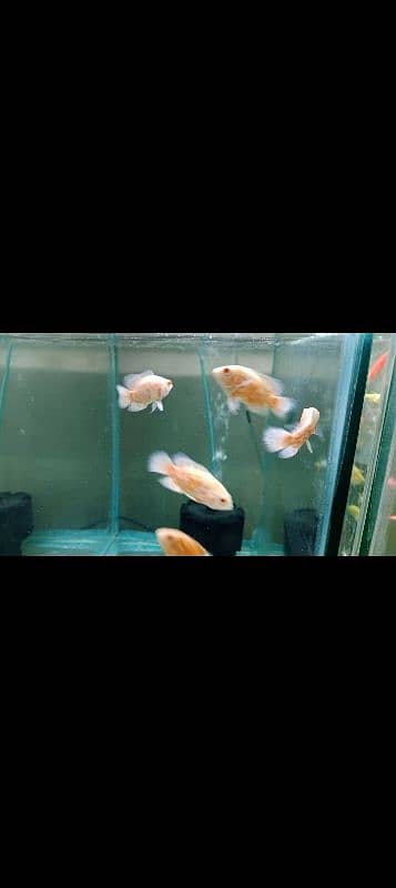 all fish varieties available 5