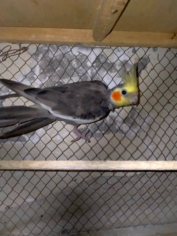 Grey cockatiel Male. . adult ready to breed . . sale and exchange 1