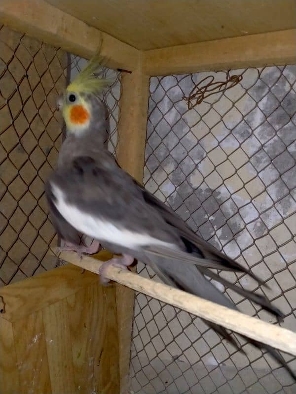 Grey cockatiel Male. . adult ready to breed . . sale and exchange 3