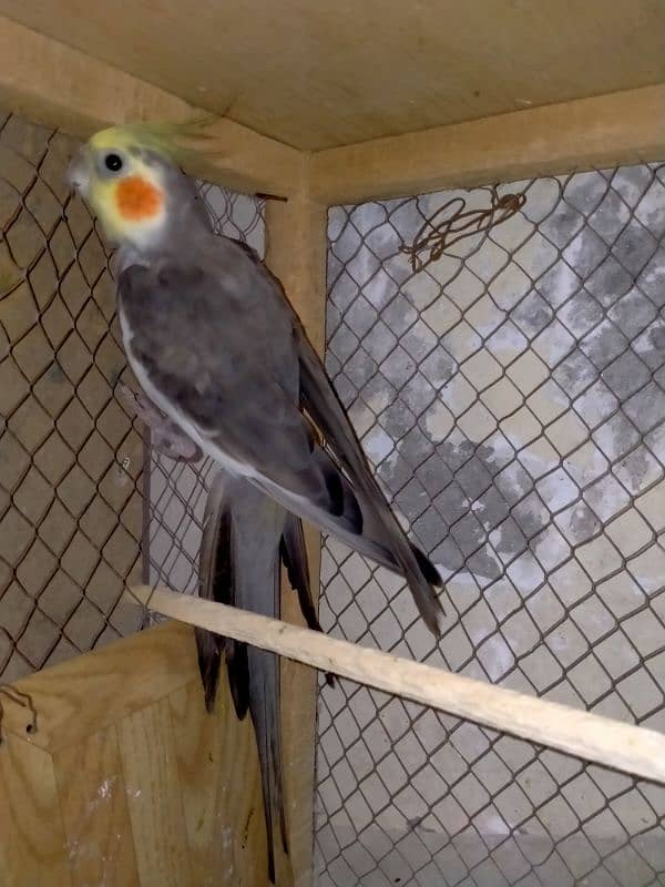 Grey cockatiel Male. . adult ready to breed . . sale and exchange 4