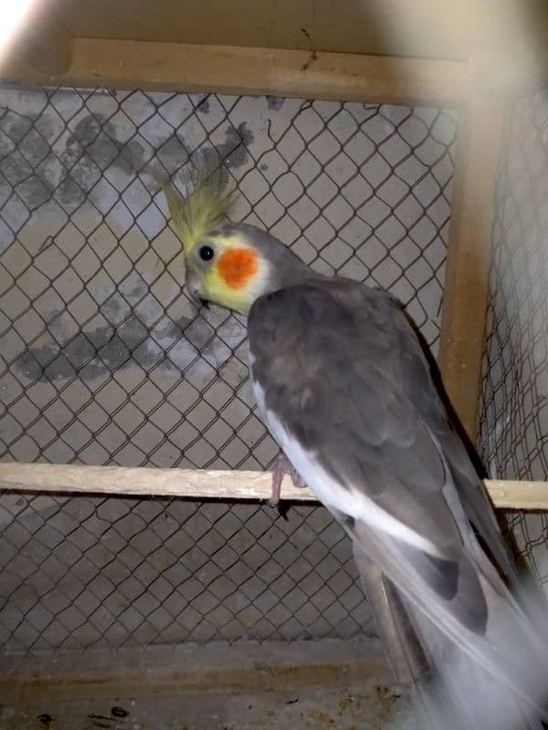 Grey cockatiel Male. . adult ready to breed . . sale and exchange 5