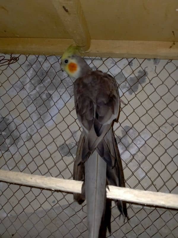 Grey cockatiel Male. . adult ready to breed . . sale and exchange 6