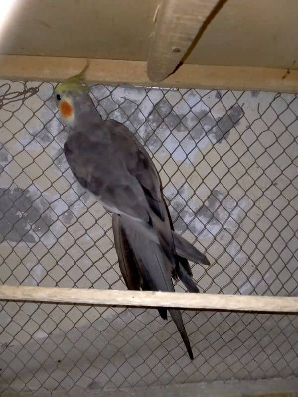 Grey cockatiel Male. . adult ready to breed . . sale and exchange 7