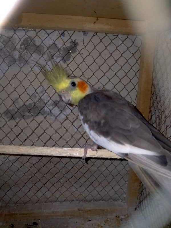 Grey cockatiel Male. . adult ready to breed . . sale and exchange 8